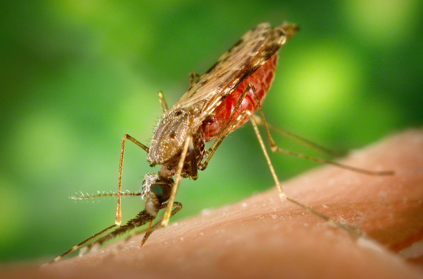 Close-up picture of an Anopheles mosquito