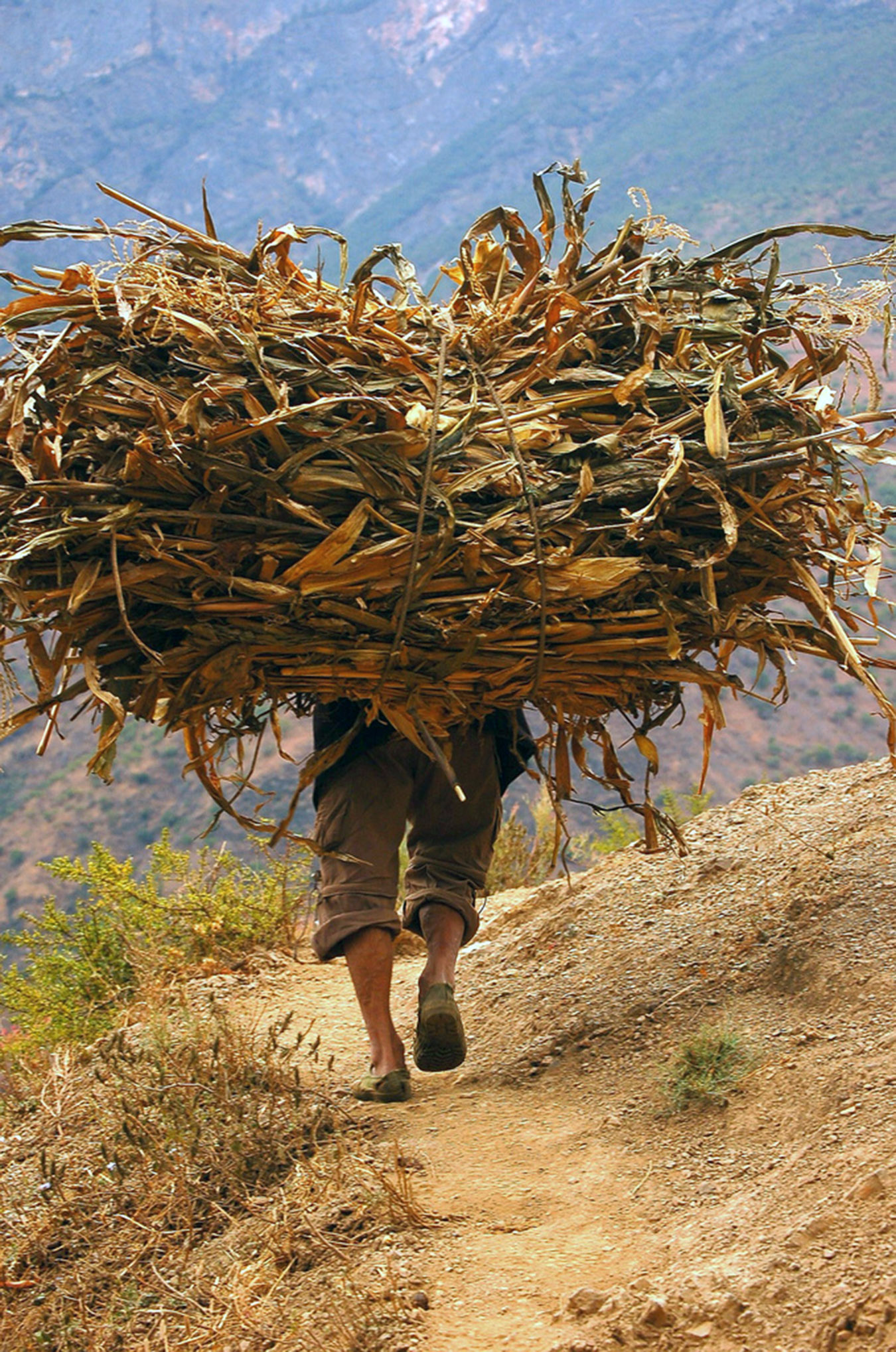 A farmer walks along a dirt path carrying a huge bushel of crops on his back.