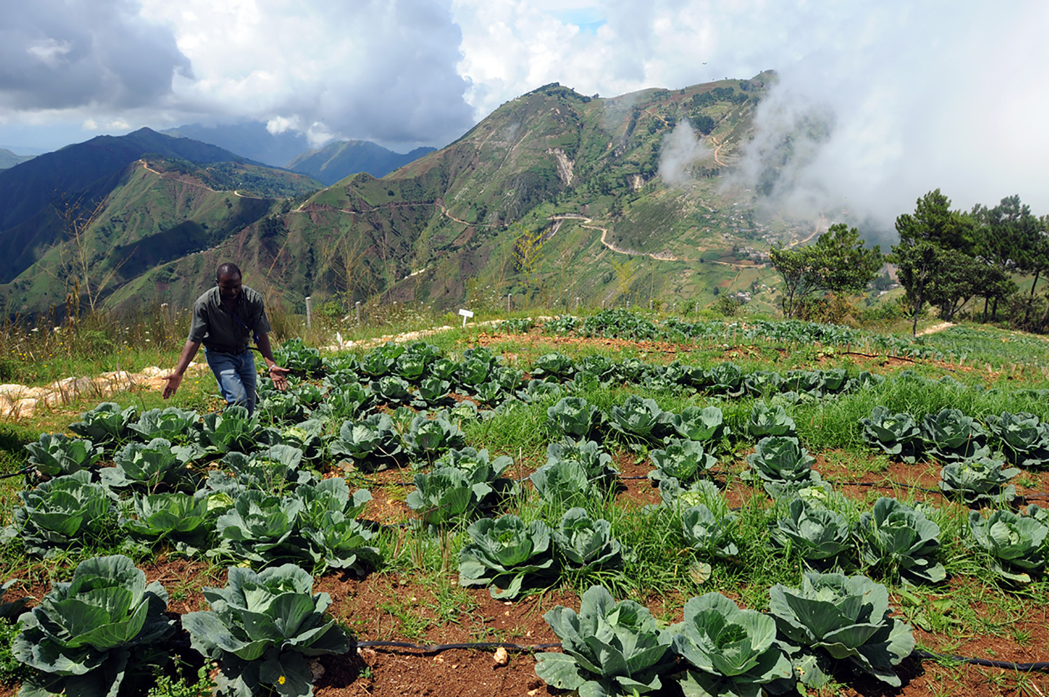 A man stands in a field of cabbages in front of a green mountain.