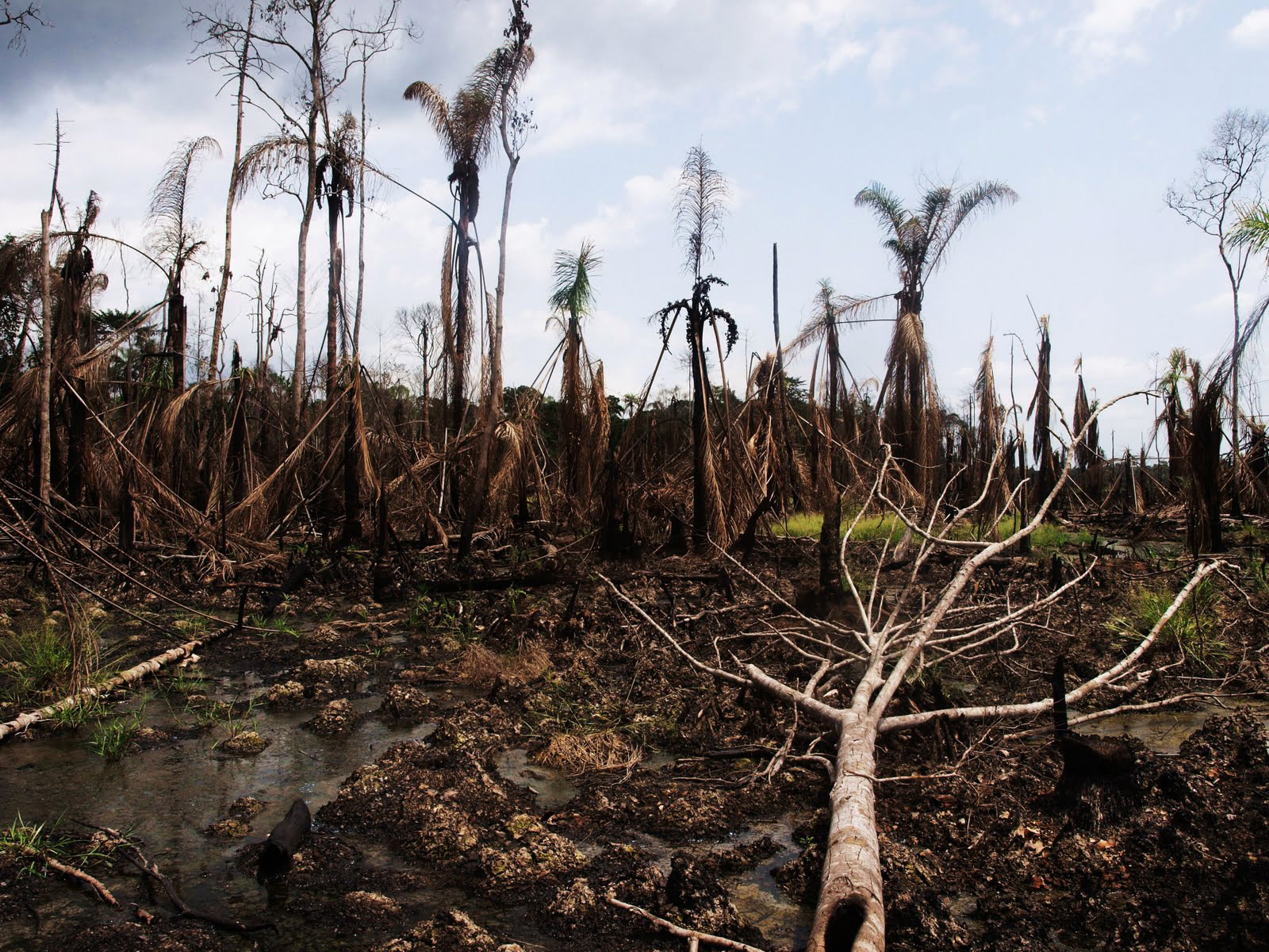 A destroyed delta ecosystem. A stark forest of dead and fallen trees.